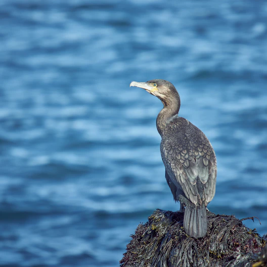selective focus photography of gray bird beside shore during daytime