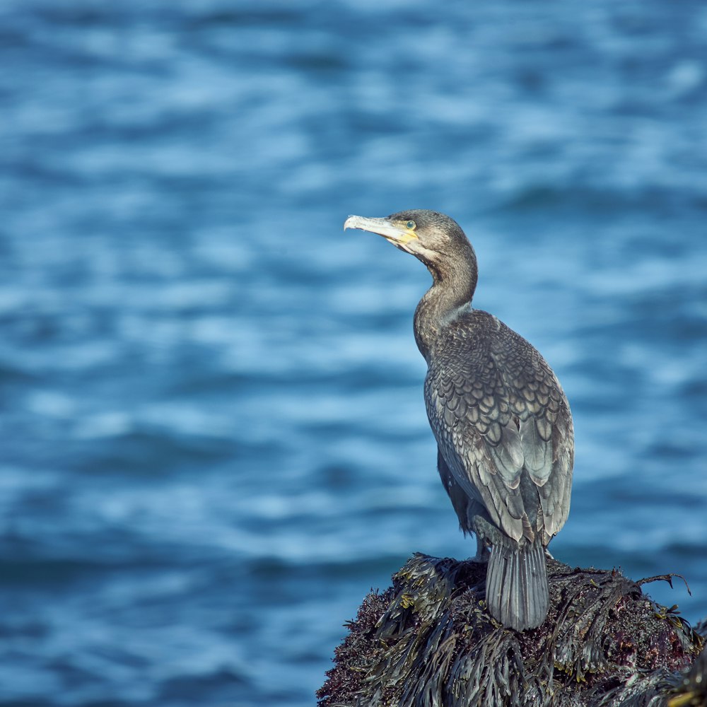 selective focus photography of gray bird beside shore during daytime