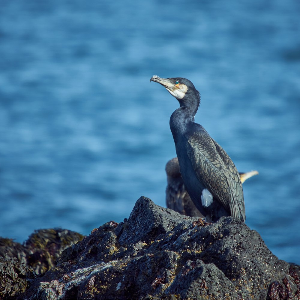 oiseau gris perché sur la pierre grise pendant la journée