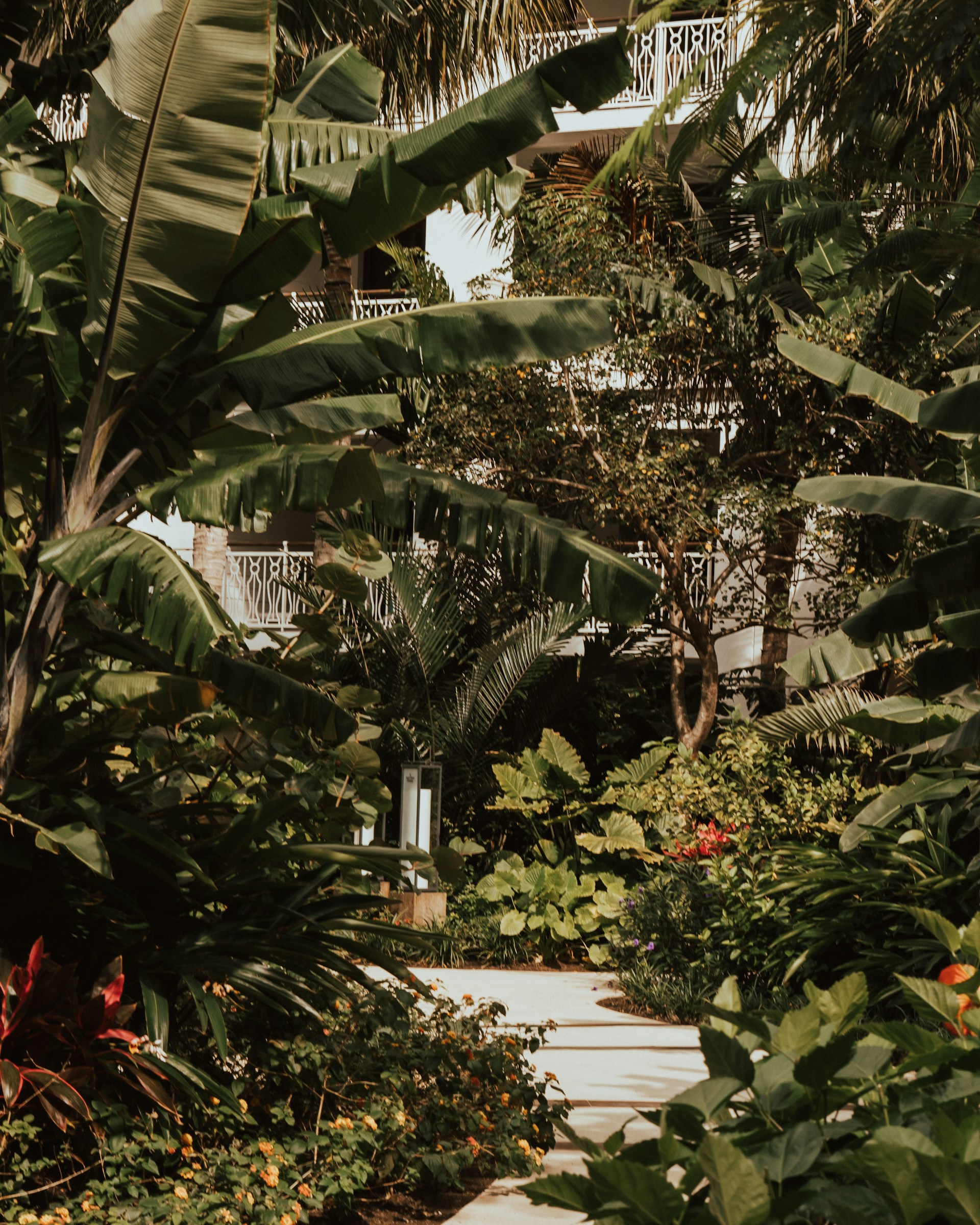 low angle photo of banana plants