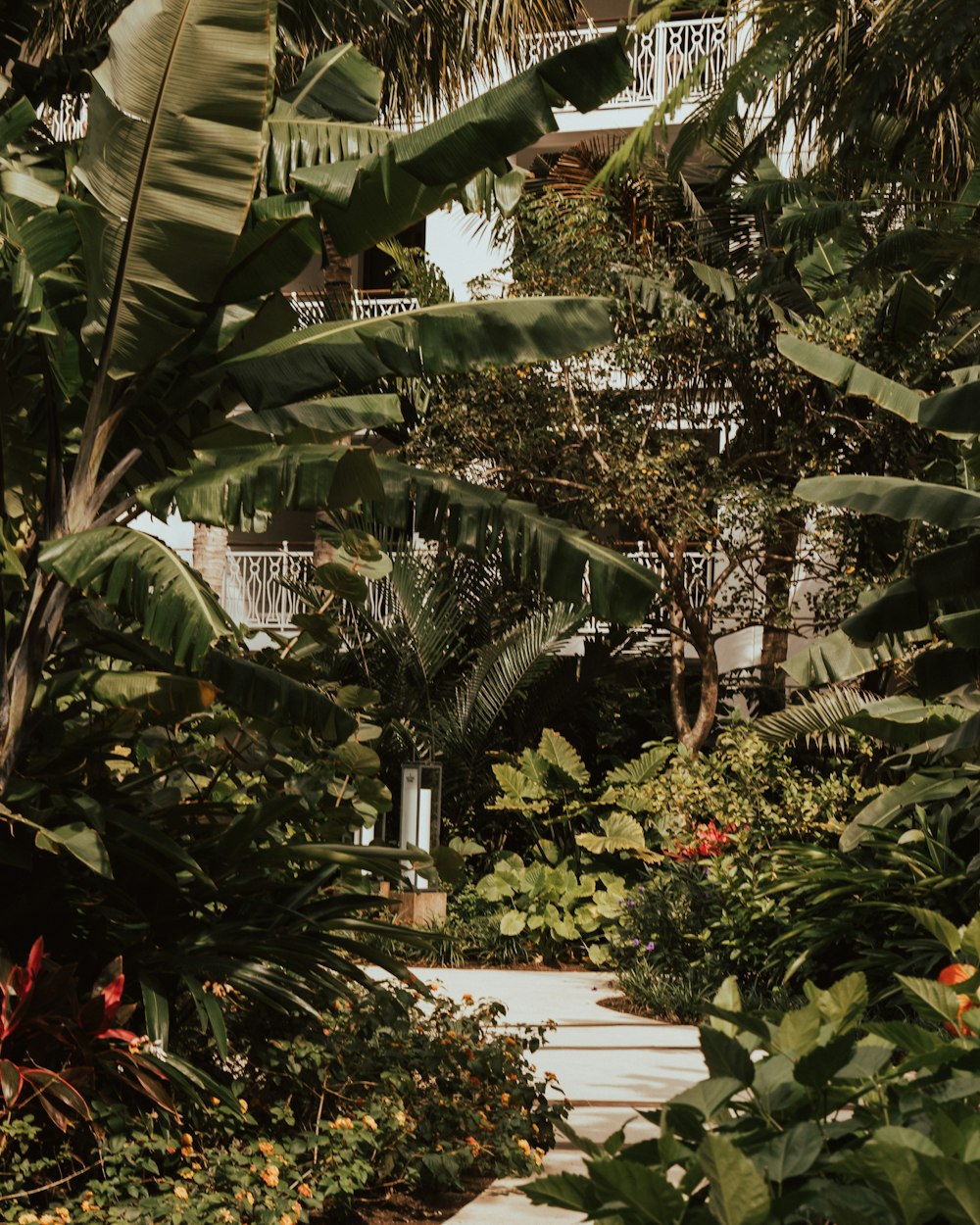 low angle photo of banana plants