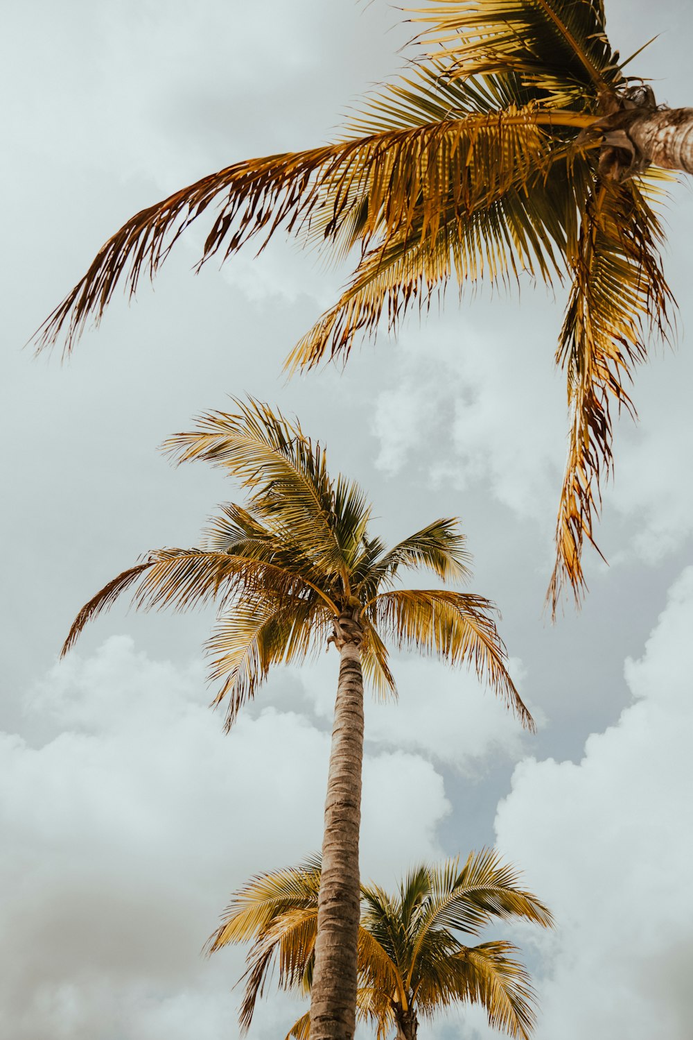 three coconut palm trees