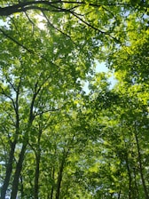 A serene view of lush Indonesian jungle with soft sunlight filtering through the leaves.