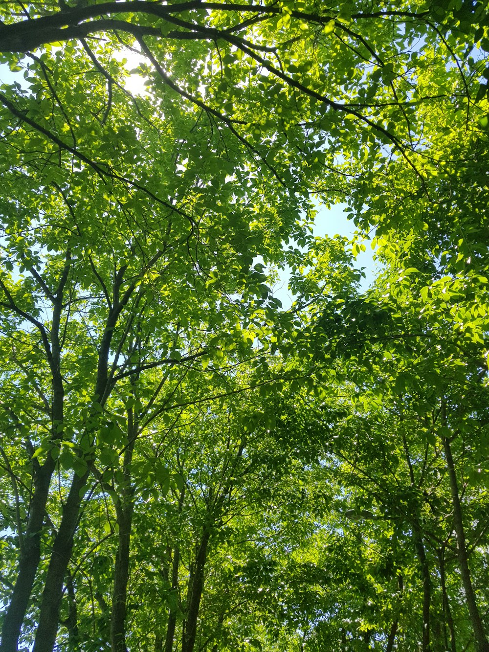 low angle photo of green trees