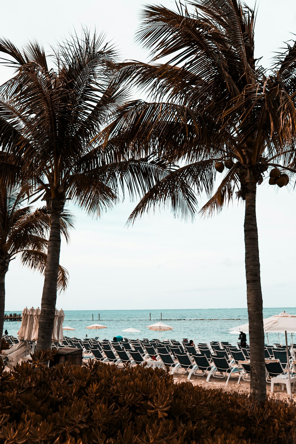 low angle photo of coconut trees beside sea