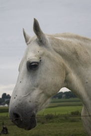 A close-up profile of a white horse's head, showing its eye, ear, and part of its face. The background consists of green fields and a slightly overcast sky, creating a serene rural setting.