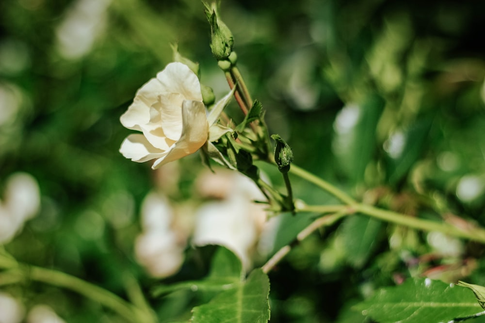 selective focus photo of white jasmine flower