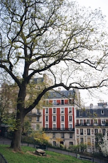 A large tree with bare branches partially covers a view of European-style residential buildings. The buildings have a mix of red and beige facades with typical French windows and wrought-iron balconies. In the foreground, there is a grassy area with a small pathway, surrounded by greenery.