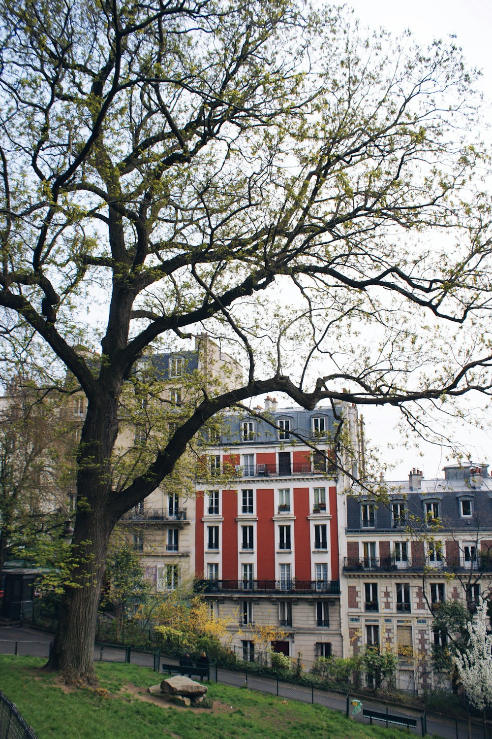 green tree in park