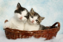 Adorable adoptable cats ready for new homes.