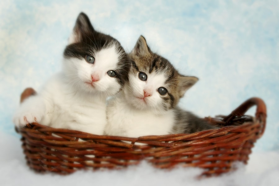 Kenali Gejala Flu Kucing Sejak Dini