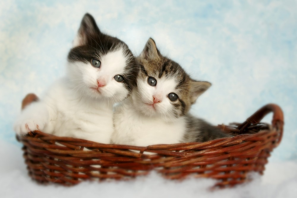 은색 줄무늬 새끼 고양이 두 마리