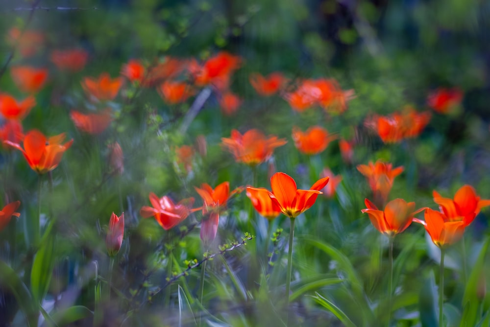 selective focus photo of orange-petaled flowers