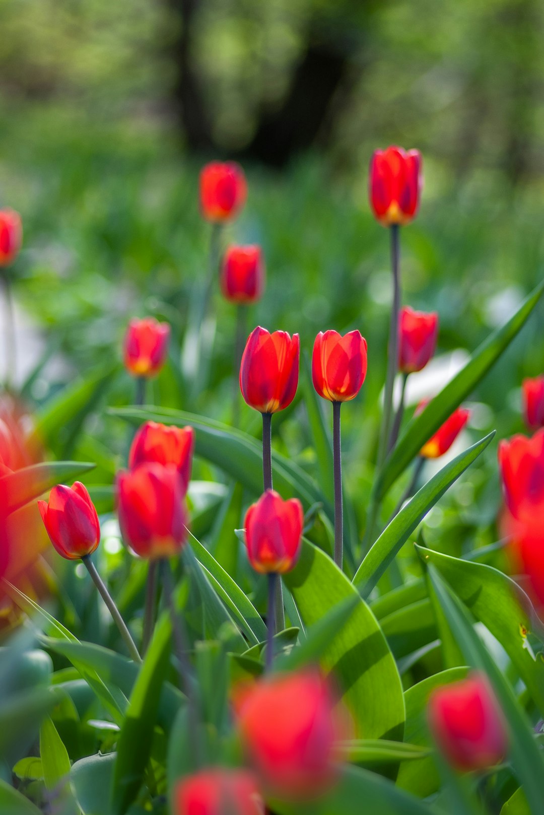 blooming red tulips in garden