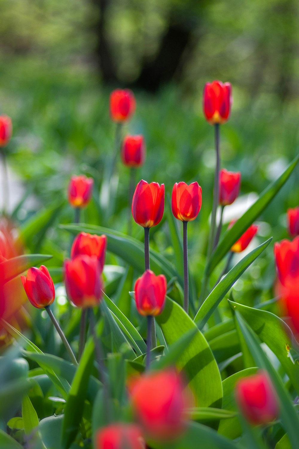 blooming red tulips in garden