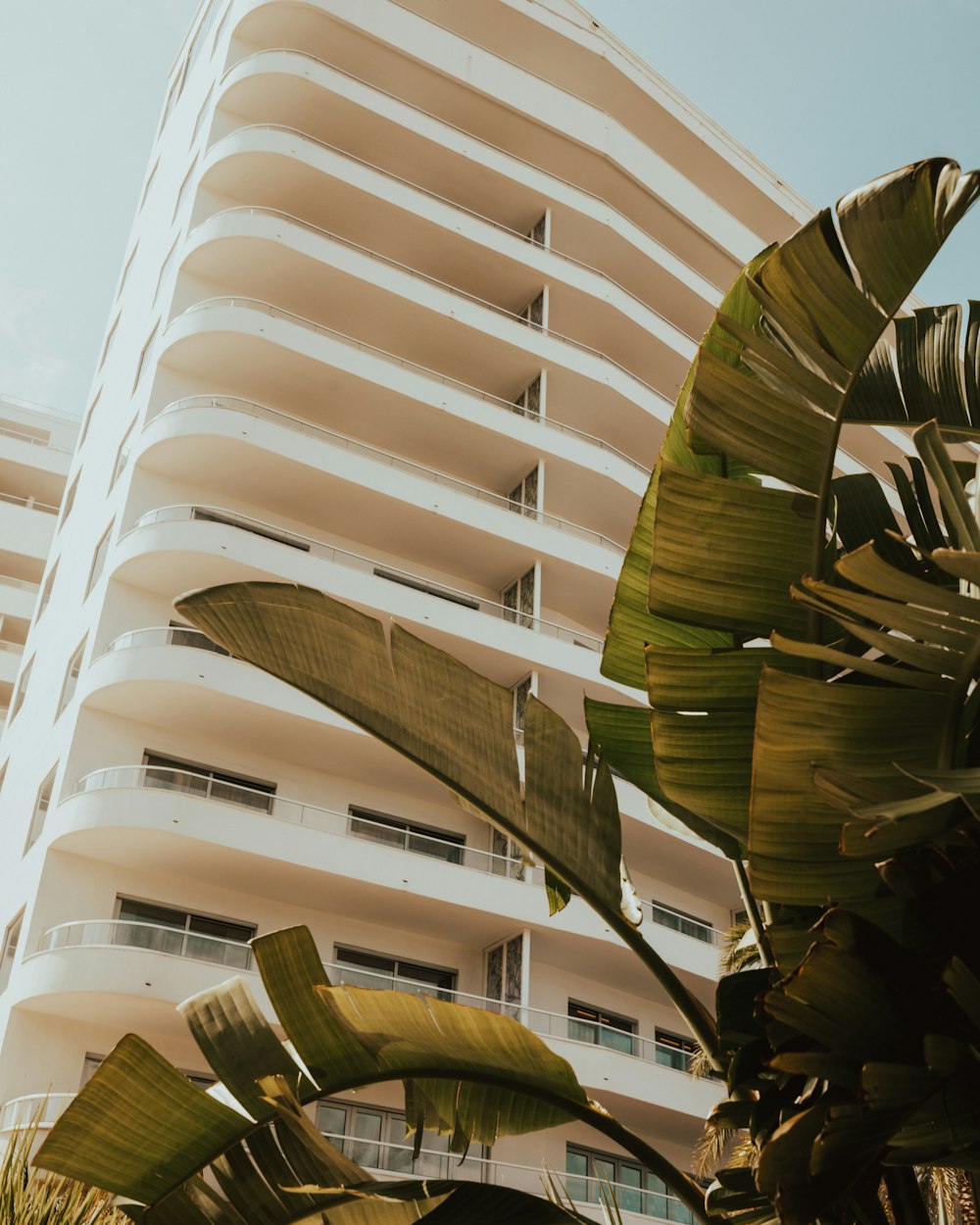 Palmera verde del viajero frente al edificio blanco de la vivienda de gran altura