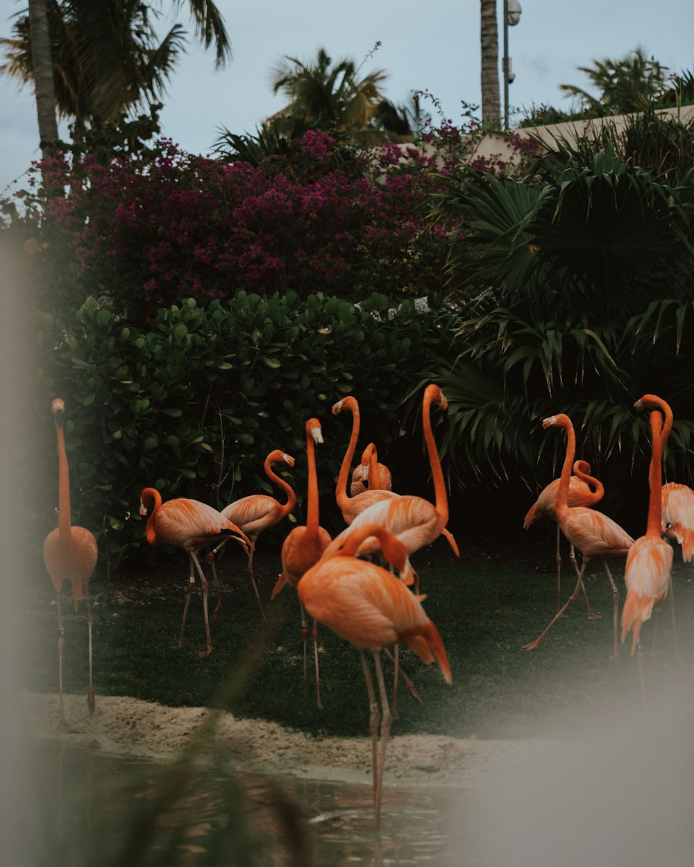 pink flamingos on body of water during daytime