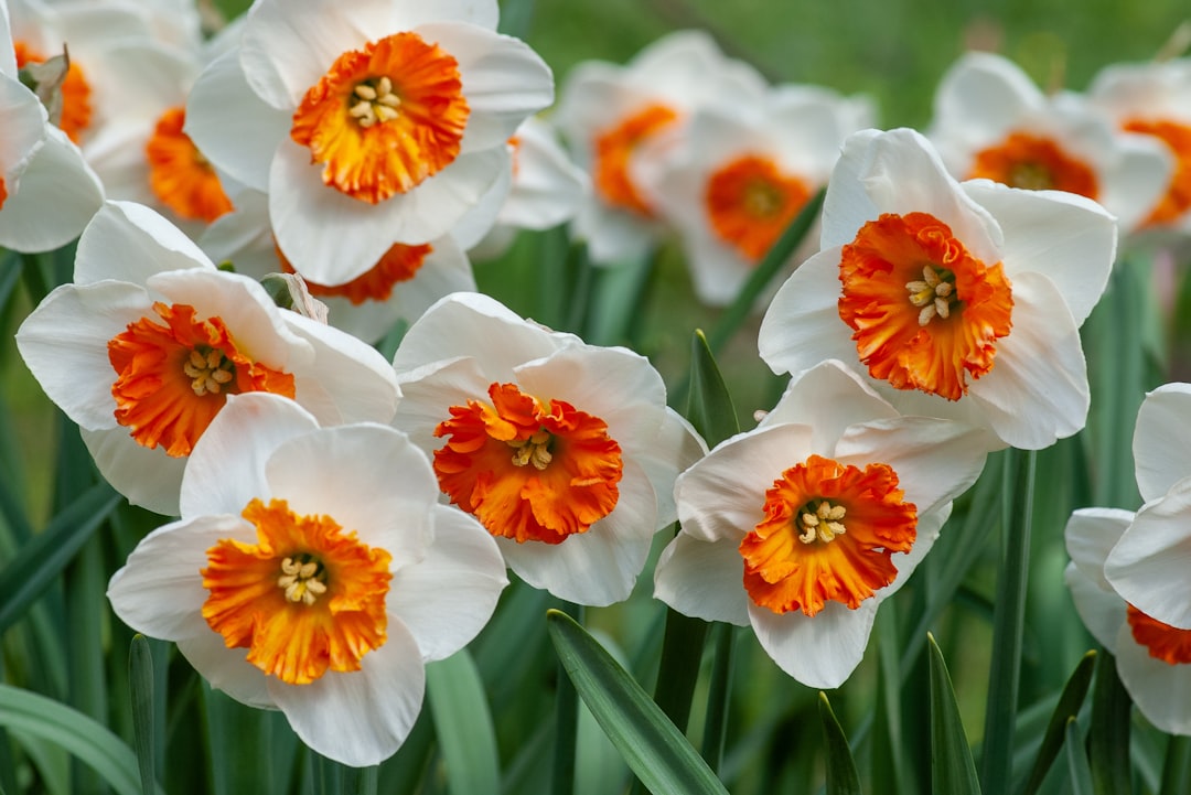 white and orange Daffodil flower