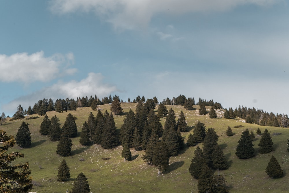 aerial photo of pine trees