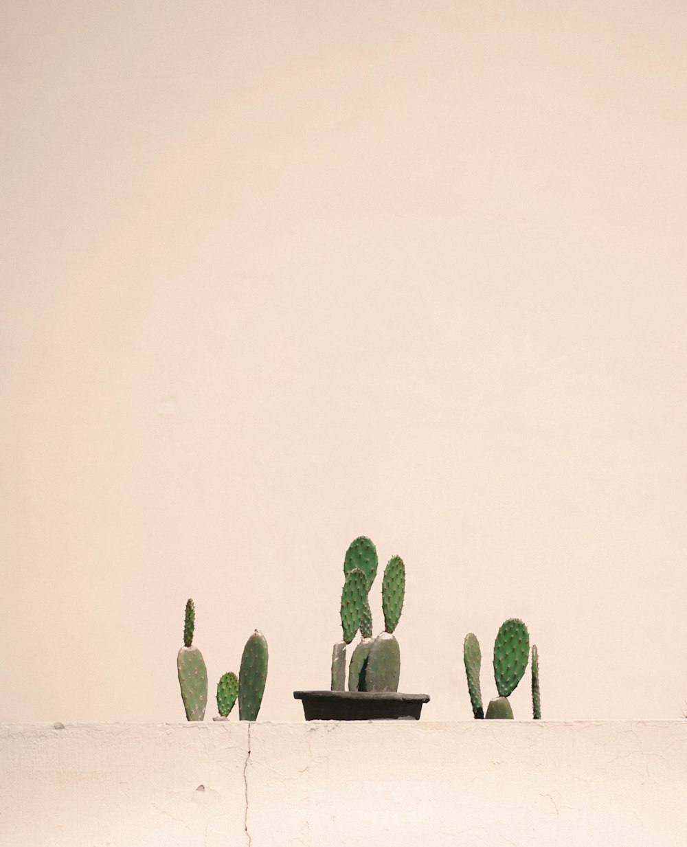 green cacti on white concrete fence