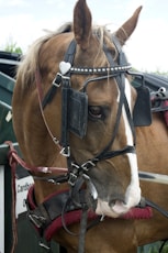 brown horse