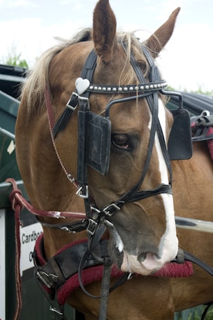 A brown horse is wearing a harness with a white heart-shaped decoration on its bridle. The horse has a white stripe running down its face, and it is standing next to a green structure with a sign that has text on it. The harness includes black blinders over the horse's eyes, and the overall setup looks like it is meant for pulling a carriage or cart.