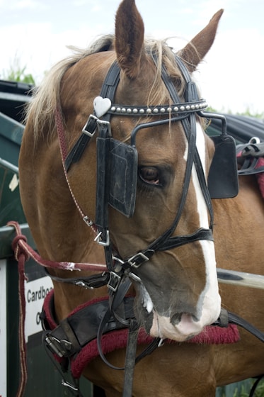 brown horse