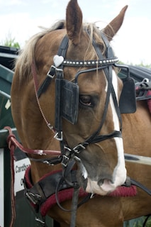 A brown horse is wearing a harness with a white heart-shaped decoration on its bridle. The horse has a white stripe running down its face, and it is standing next to a green structure with a sign that has text on it. The harness includes black blinders over the horse's eyes, and the overall setup looks like it is meant for pulling a carriage or cart.