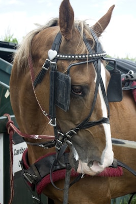 A brown horse is wearing a harness with a white heart-shaped decoration on its bridle. The horse has a white stripe running down its face, and it is standing next to a green structure with a sign that has text on it. The harness includes black blinders over the horse's eyes, and the overall setup looks like it is meant for pulling a carriage or cart.