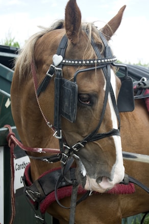 A brown horse is wearing a harness with a white heart-shaped decoration on its bridle. The horse has a white stripe running down its face, and it is standing next to a green structure with a sign that has text on it. The harness includes black blinders over the horse's eyes, and the overall setup looks like it is meant for pulling a carriage or cart.