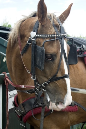 A brown horse is wearing a harness with a white heart-shaped decoration on its bridle. The horse has a white stripe running down its face, and it is standing next to a green structure with a sign that has text on it. The harness includes black blinders over the horse's eyes, and the overall setup looks like it is meant for pulling a carriage or cart.