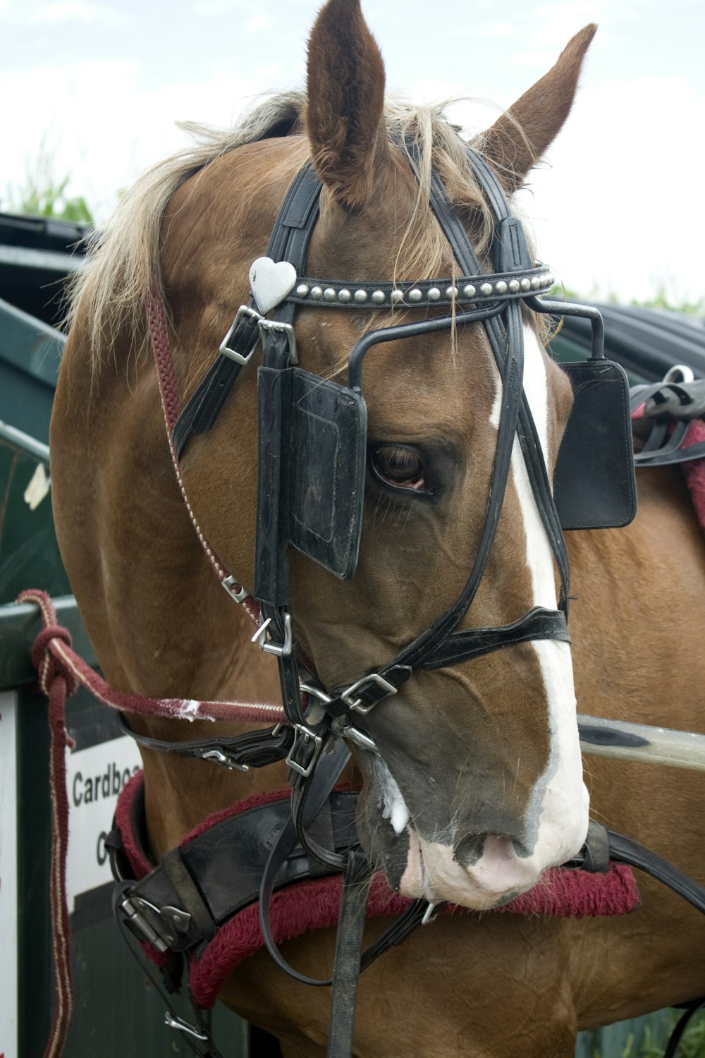 brown horse