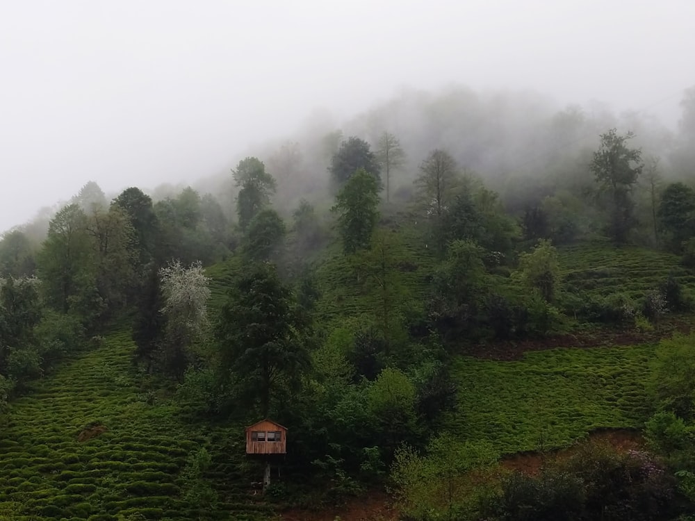 green trees and fog