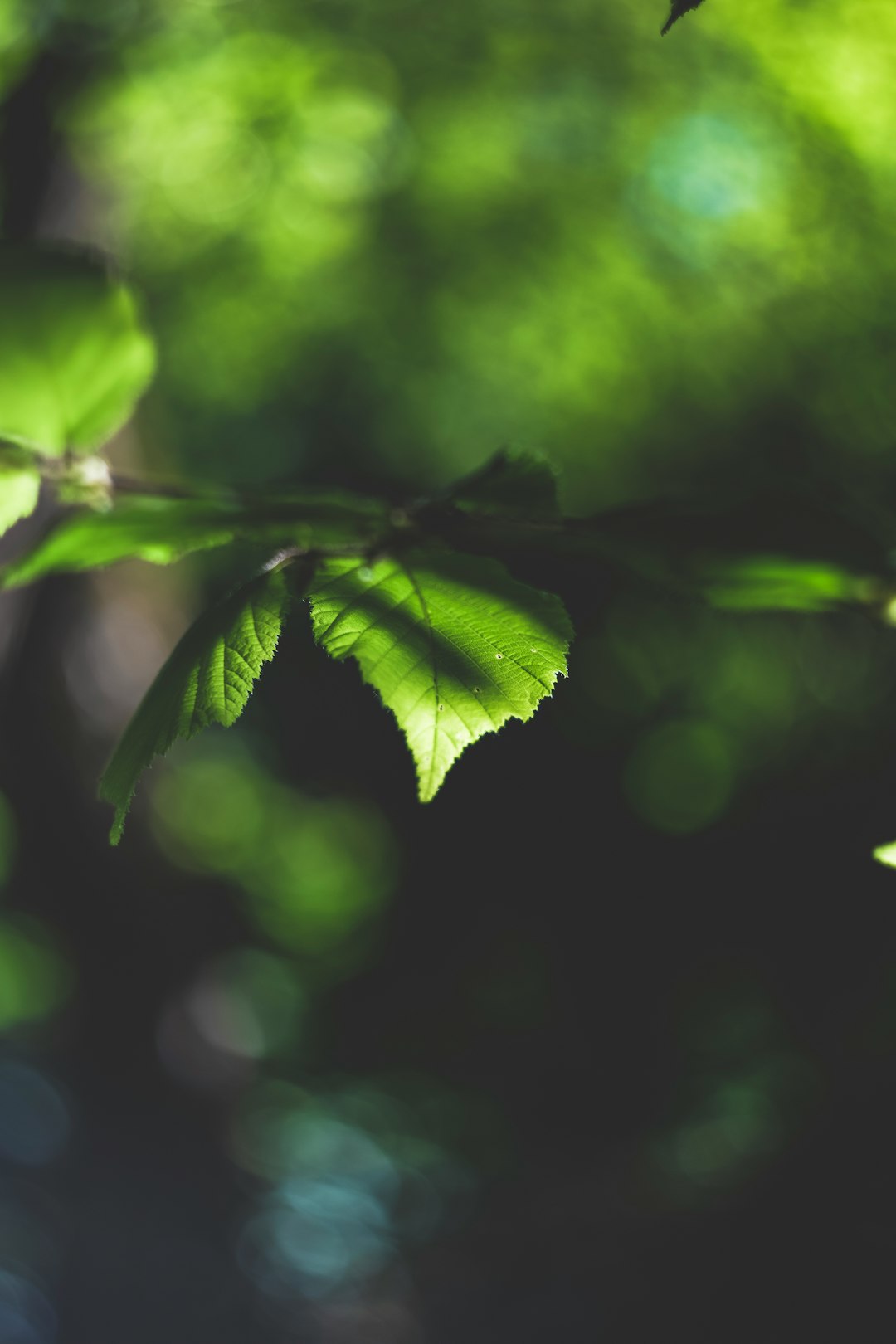 selective focus photography of green leaf during daytime