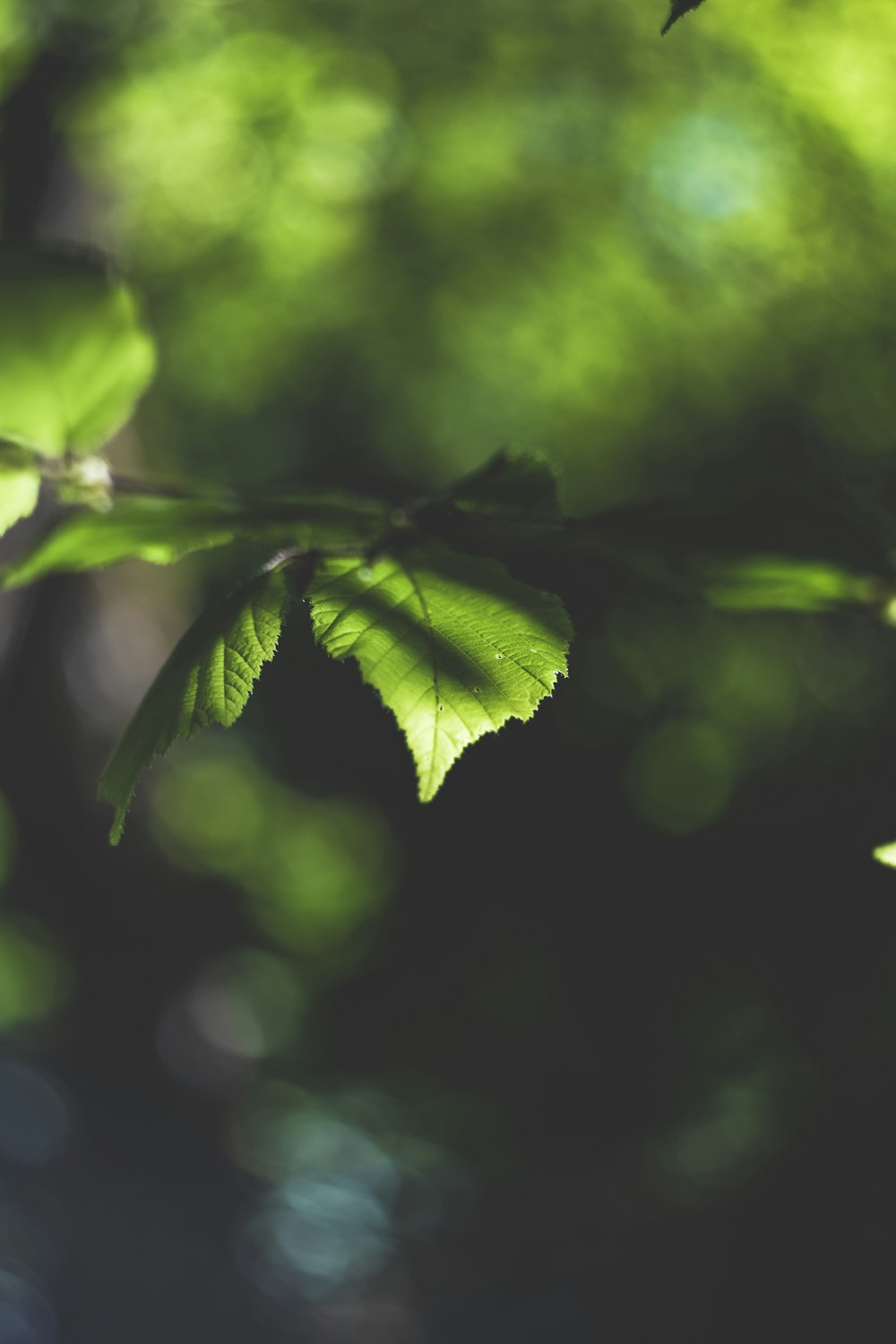 Fotografía de enfoque selectivo de hoja verde durante el día