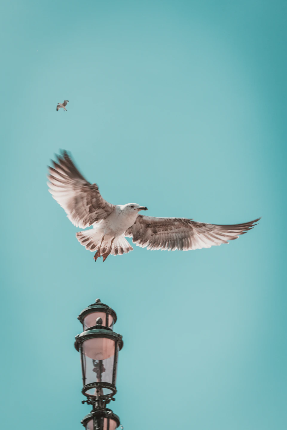 White bird soars through clear blue sky with wings spread wide and tail feathers ruffled