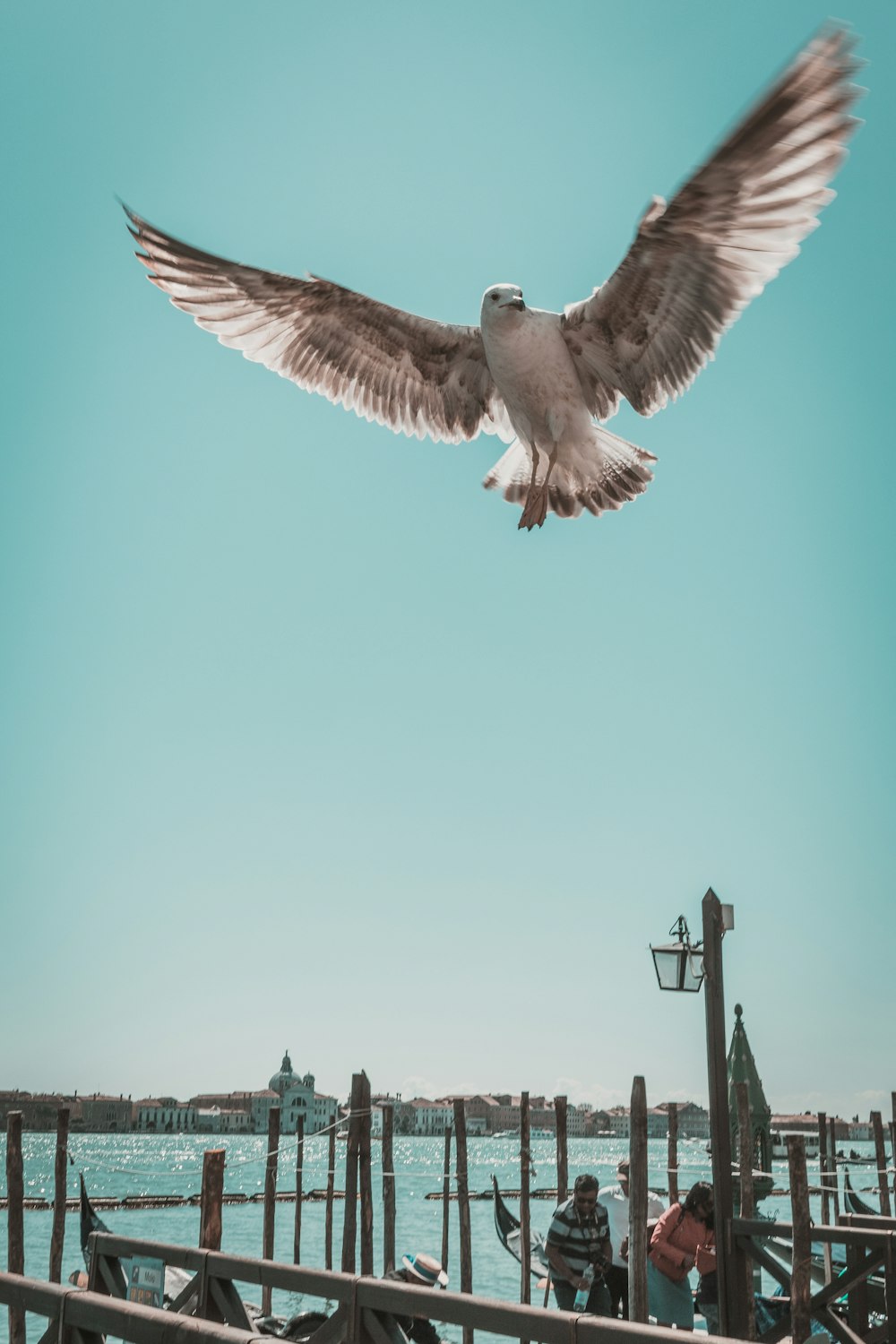 gray bird on flight