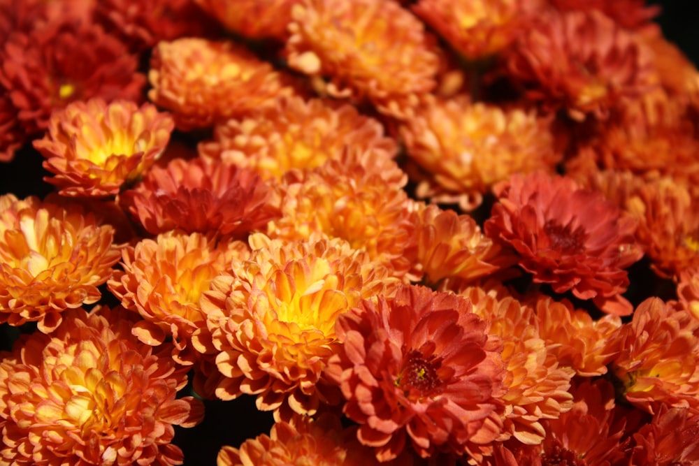 orange flowers lot