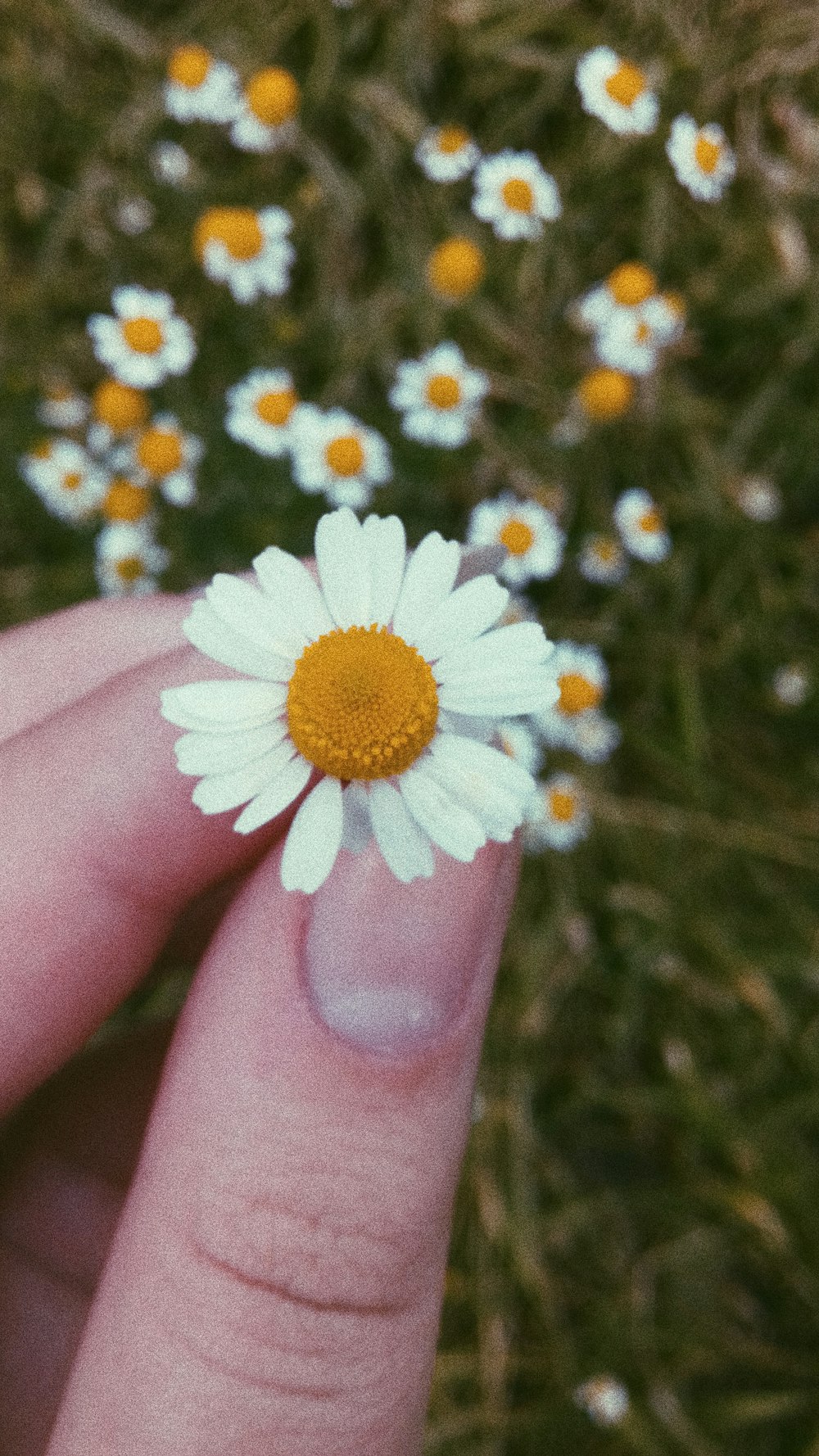 daisy flower