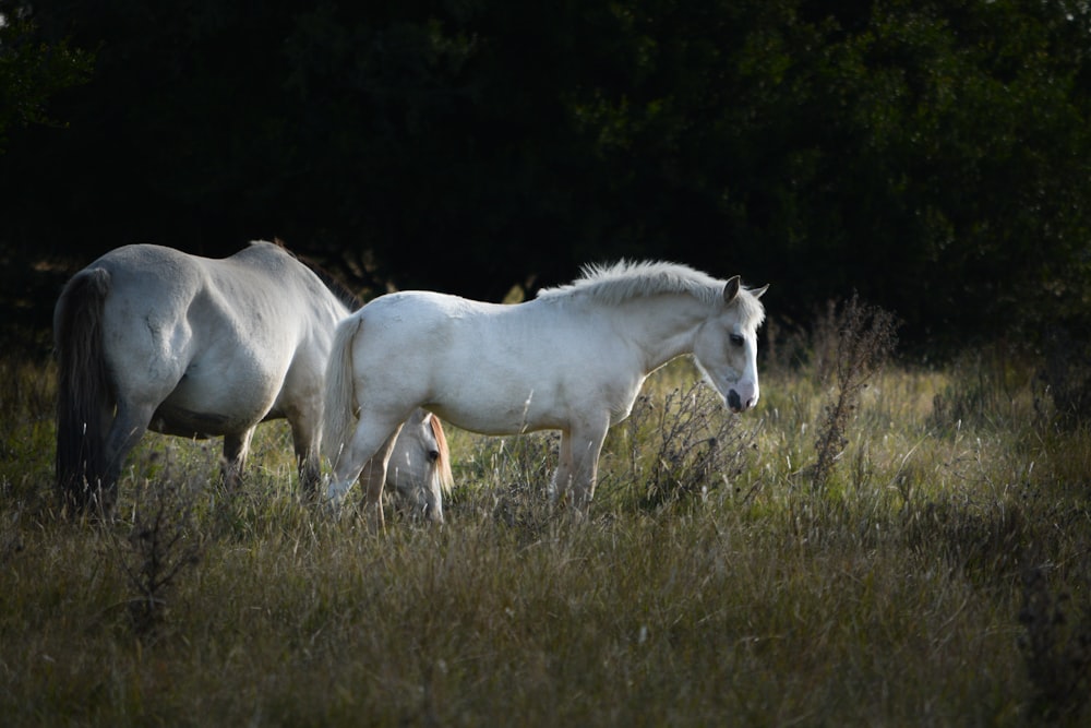 photography of two white horse on green grass
