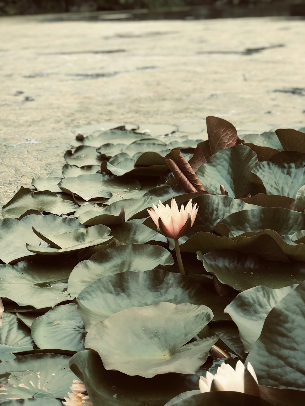 pink lily flower with pods