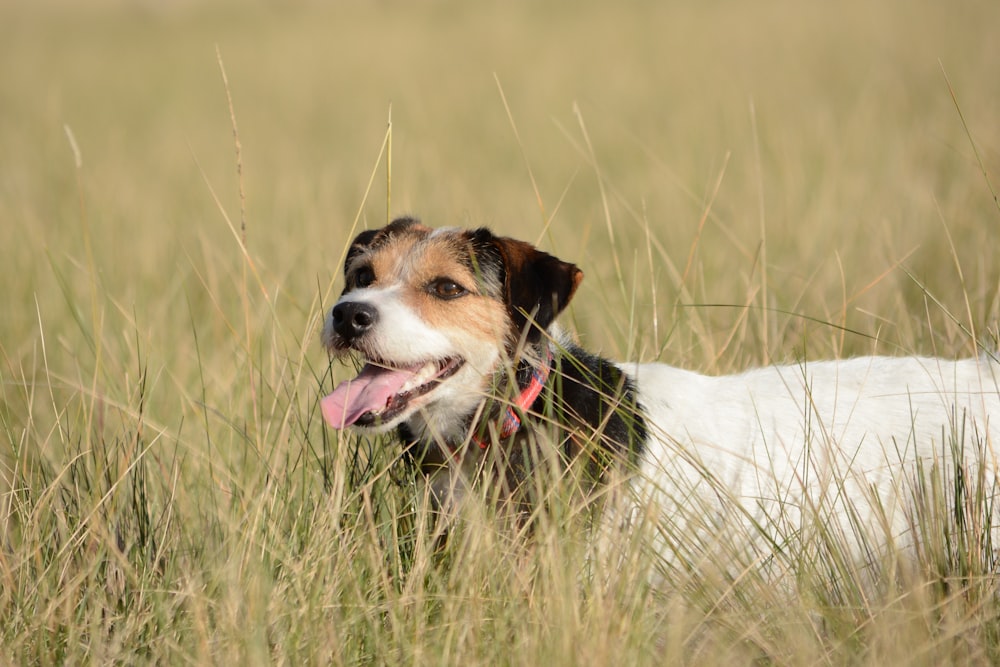 white and black dog on field