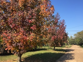 A serene rural road lined with trees showcasing vibrant autumn foliage. The leaves display a rich palette of red, orange, and yellow hues. The bright blue sky enhances the picturesque scene, adding to the tranquil, natural ambiance.