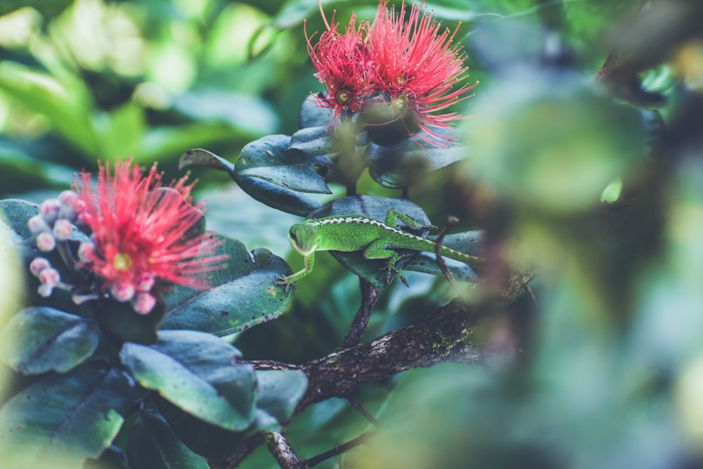 Lagarto verde na planta de floração vermelha