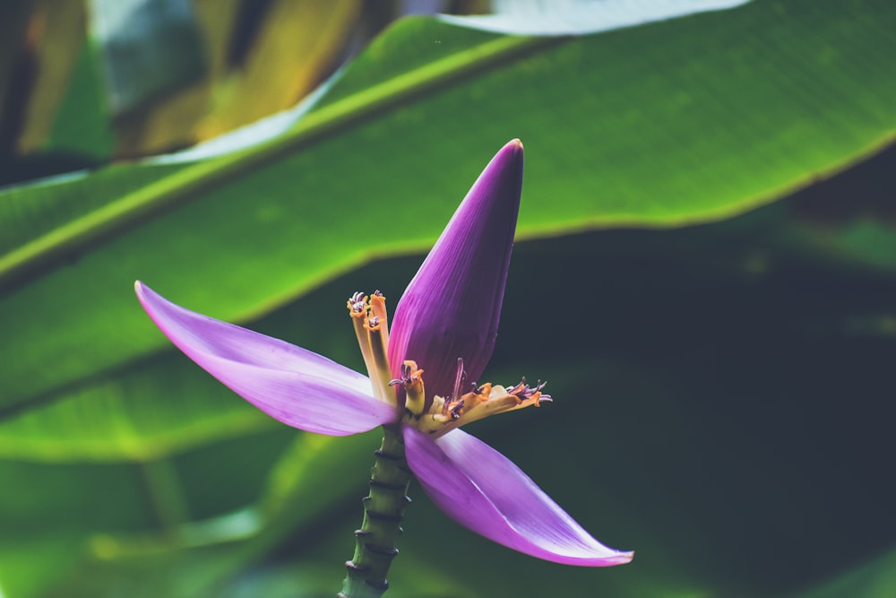 violet petaled flower