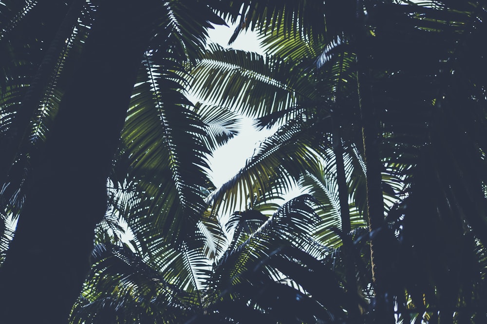 낮의 코코넛 나무