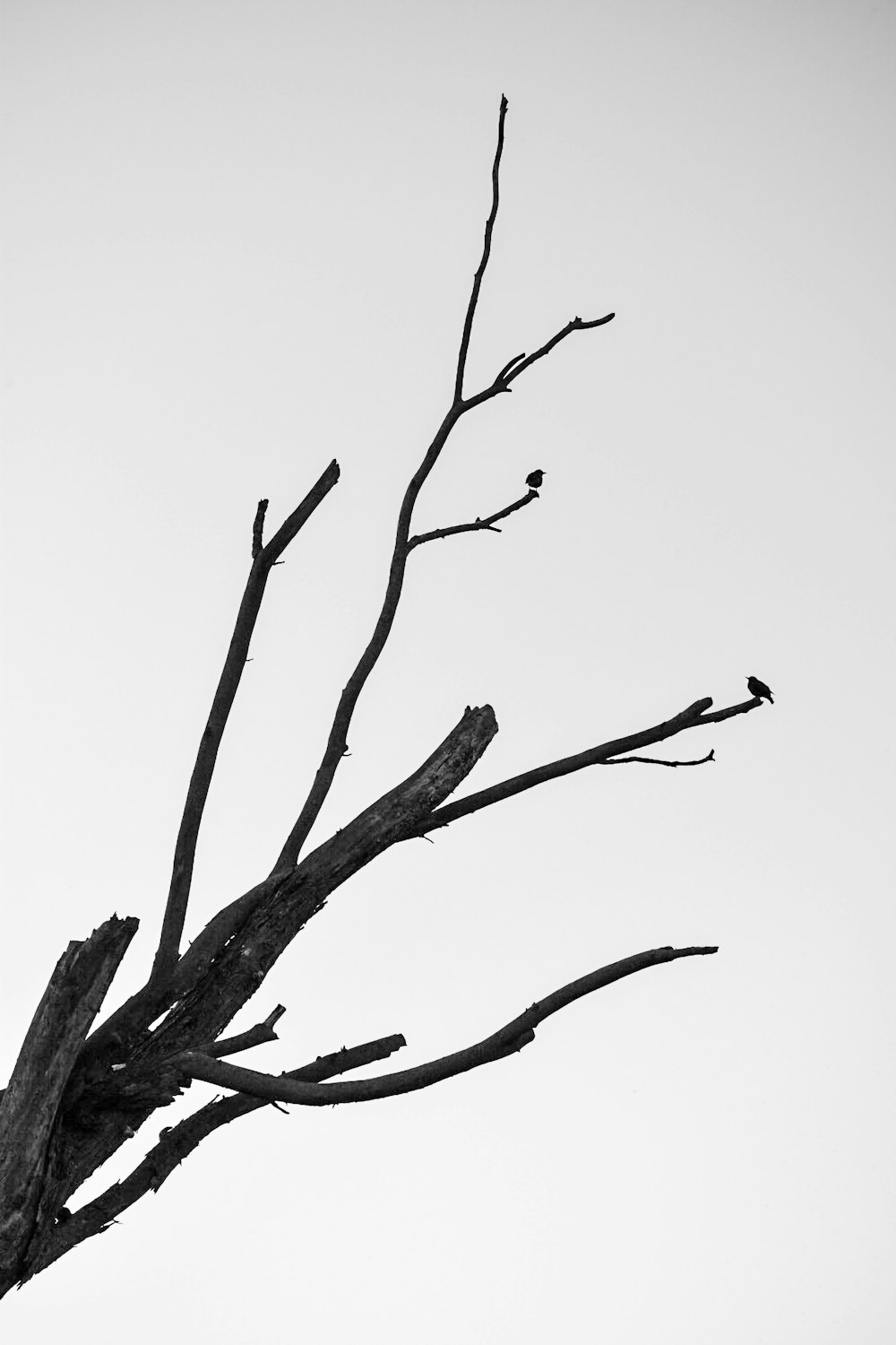 leafless tree