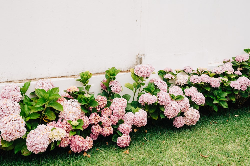 pink-petaled flowers beside white wall