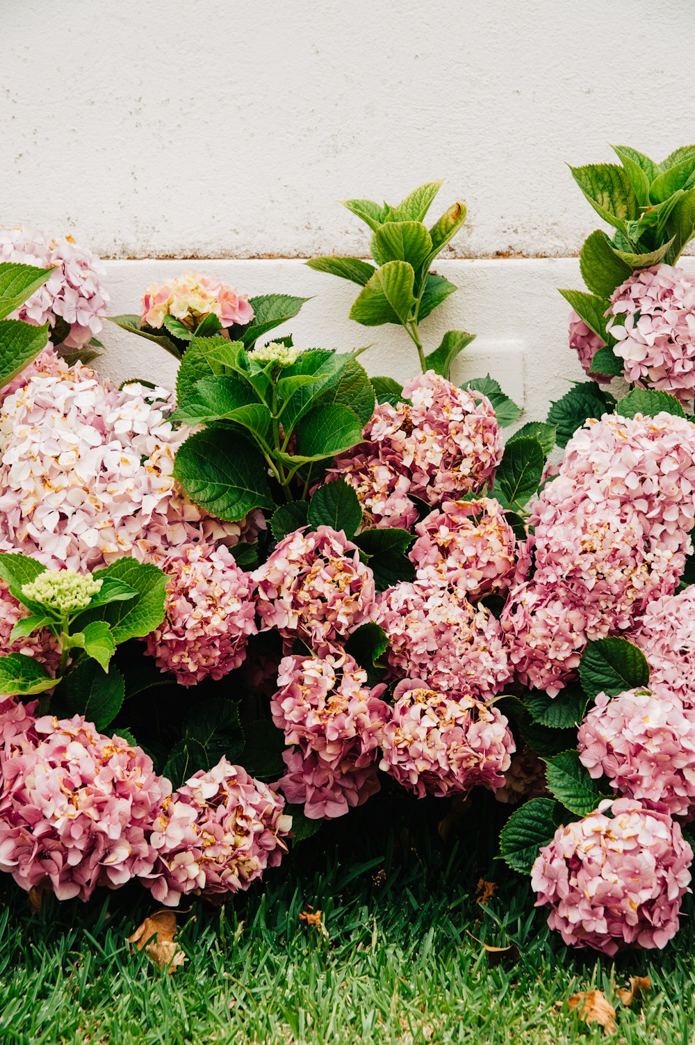 pink hydrangeas flower