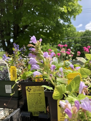 A display of purple and pink flowering plants in pots, with detailed plant labels visible. Surrounded by lush green foliage and clear blue sky in the background, indicating a garden center or outdoor plant nursery setting.